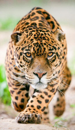 Jaguar Panthera onca
