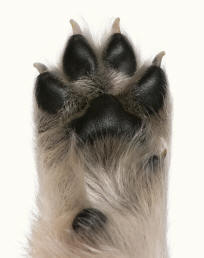 Paws of a Domestic Dog