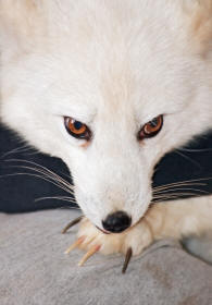 Arctic Fox Alopex lagopus