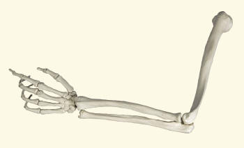 Bones of Human Appendicular Skeleton Pectoral Section