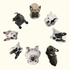 Bull Terriers in Council