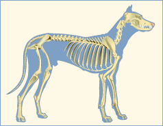 Domestic Dog Skeleton Anatomy Revealing Paws