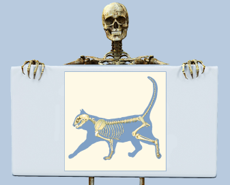 Human and Cat Skeletons Anatomy Illustration Revealing Paws