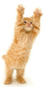 Kitten Revealing Paws