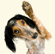 Mixed Breed Dog Waving