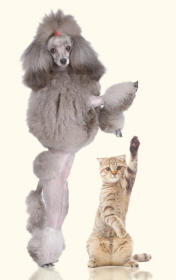Poodle {aw and Tabby Kitten Paw