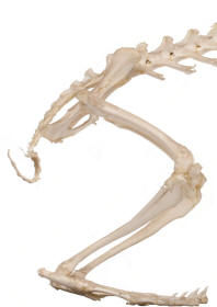 Bones of Domestic Cat Hind Limb and Pelvic Girdle