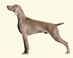 Weimaraner Dog Standing