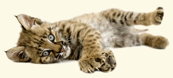 Bobcat Lynx rufus