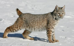 Bobcat Lynx rufus