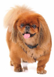 Pekingese Dog