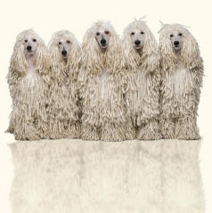 Standard Poodles Corded