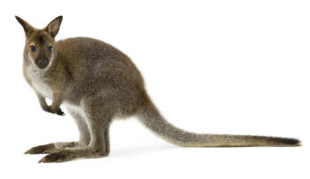 Wallaby