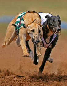 Greyhounds Racing