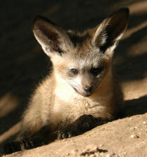 Bat-Eared Fox