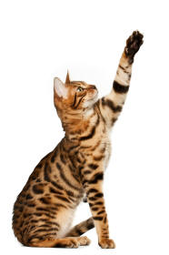 Bengal Cat