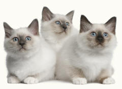 Birman Kittens Breed