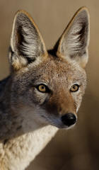 Black-backed Jackal canis mesomelas