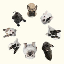 Bull Terrier Puppies