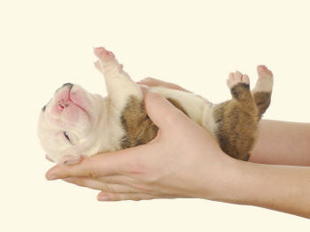 Bulldog Puppy in Hand