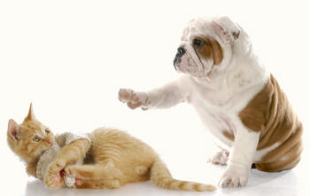 Bulldog and Kitten