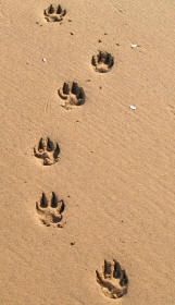 C Shaped Gallop Pattern