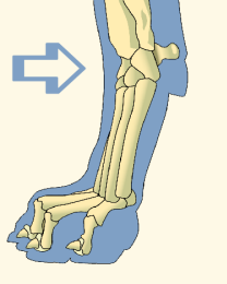 Carpals of Domestic Dog