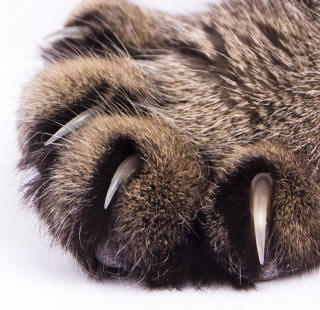 Cat Claw