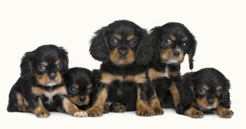 Cavalier King Charles Spaniel Puppies
