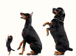 Chihuahua Dobermann and Rottweiler