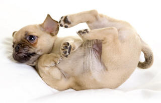 Chihuahua Pug Mix Dog