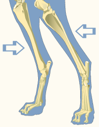 Crus of Domestic Dog