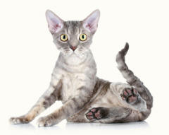 Devon Rex
