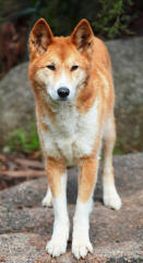 Dingo