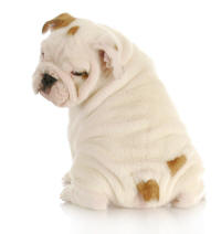 English Bulldog Looking Behind