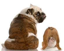 English Bulldog Mother and Puppy