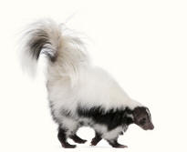 Hooded Skunk mephitis macroura