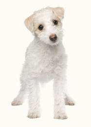 Jack Russell Maltese Crossbreed