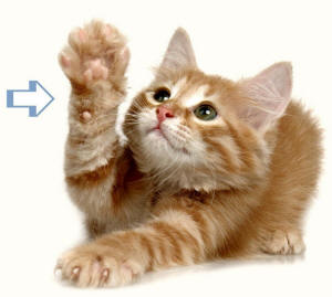 Carpus of Kitten