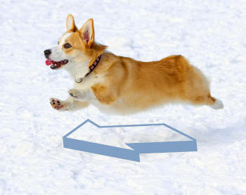 Pembroke Corgi Suspended