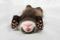 Polecat mustela putorius