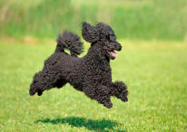 Poodle Suspended