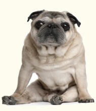 Pug