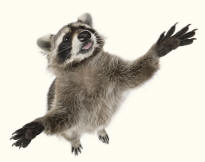 Raccoon procyon lotor