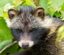 Racoon Dog