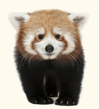 Red Panda ailurus fulgens