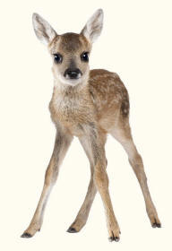 Roe Deer Fawn Capreolus capreolus