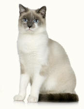 Siamese Chartreux Crossbreed