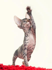 Sphynx Kitten