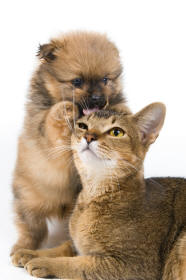 Spitz Puppy Licks Cat Head